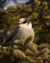 Gray-Jay;Jay;Perisoreus-canadensis;one-animal;close-up;color-image;nobody;photog